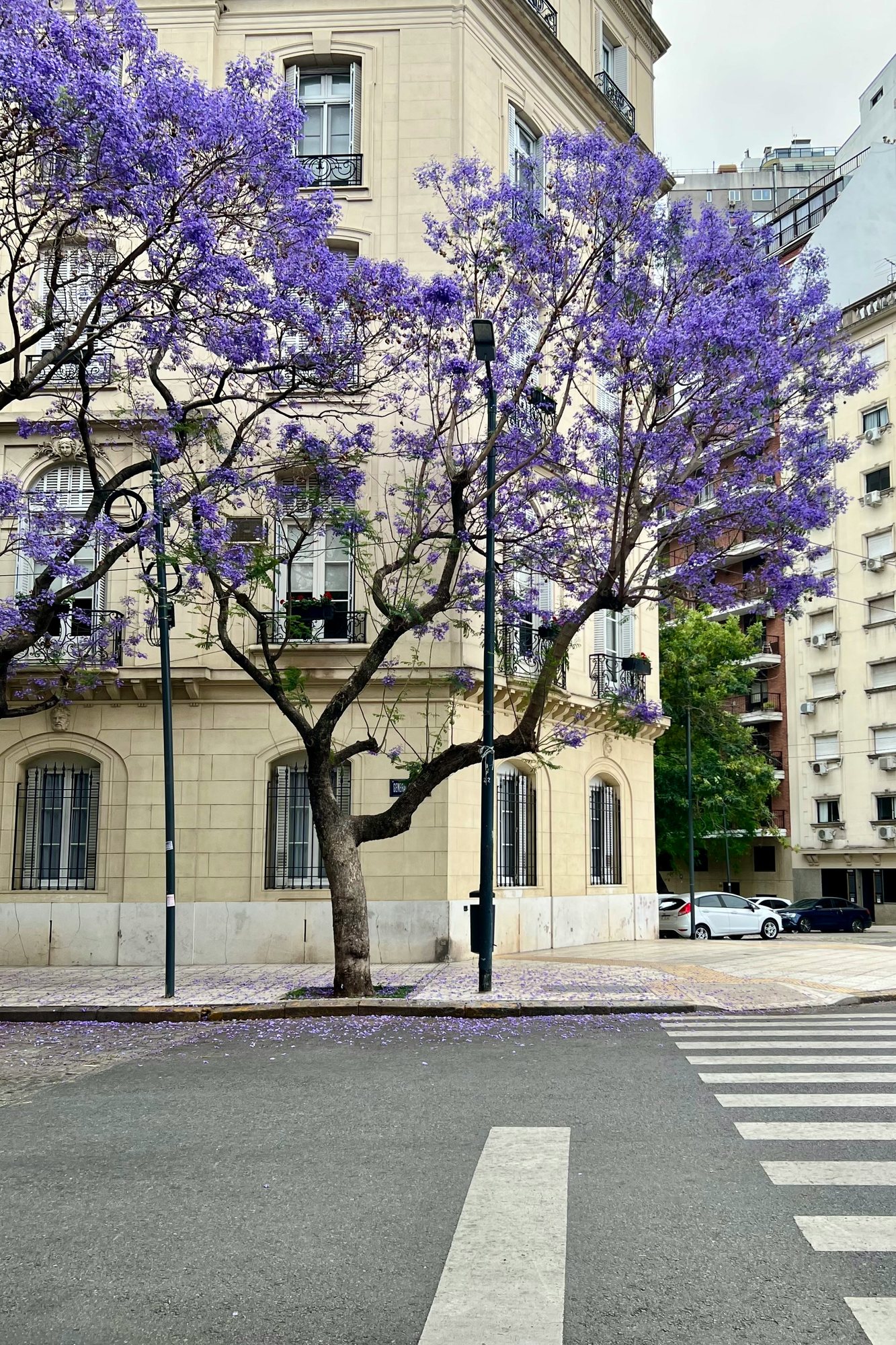 Jacarandá en plena floración en una esquina